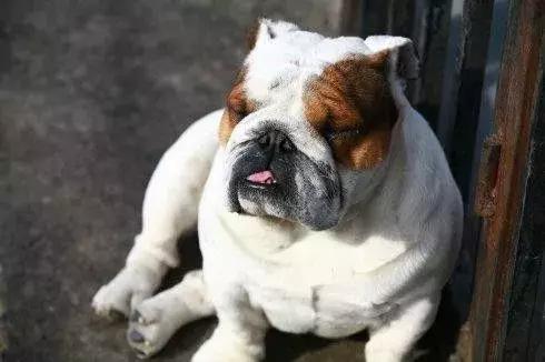 斗牛犬容易得哪些疾病,斗牛犬大小便是怎么回事