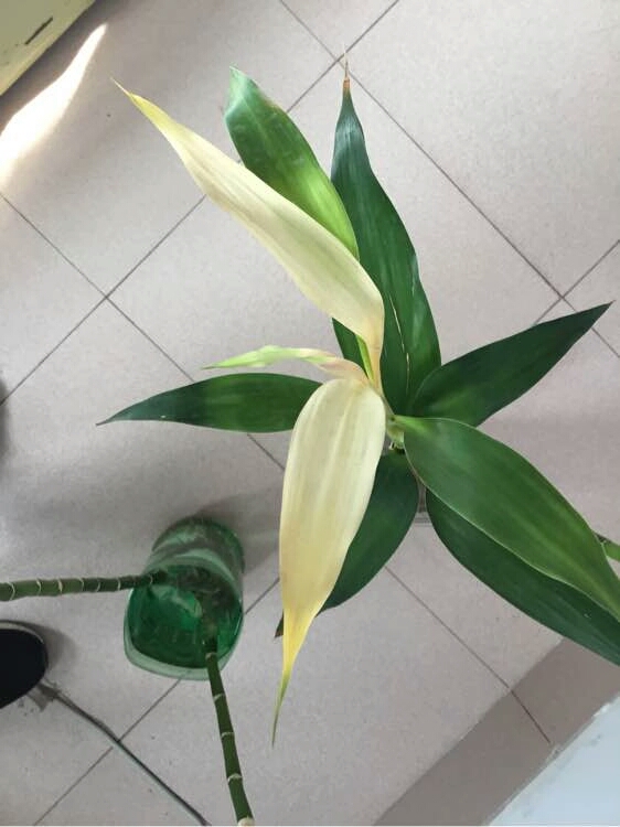 富贵竹越养越瘦是怎么回事,富贵竹越养越黄怎么办