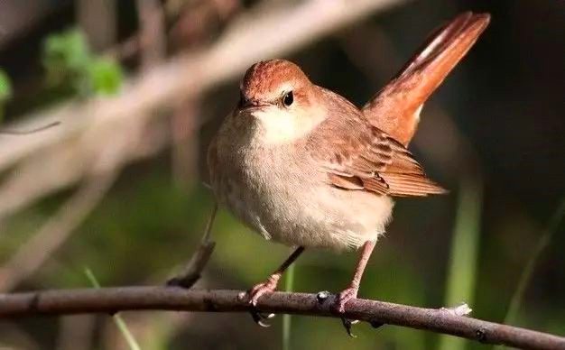 观赏鸟十大名鸟排名,哪些鸟儿飞得高