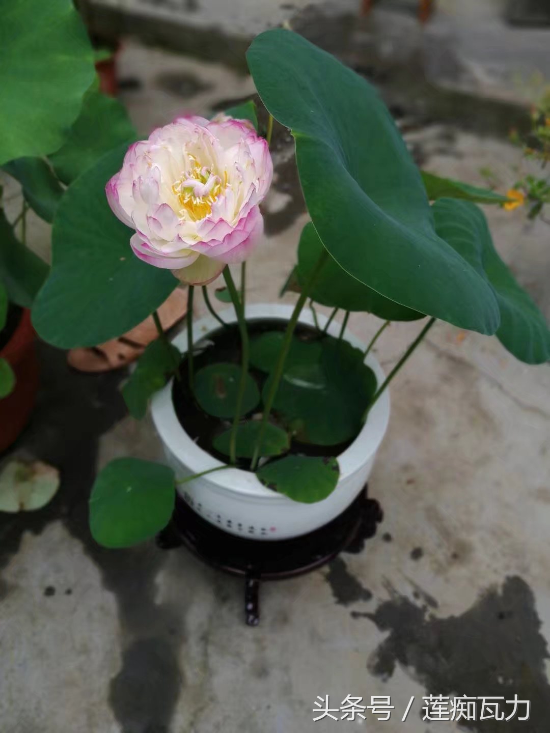 碗莲种植三大坑,碗莲种植记录和图片