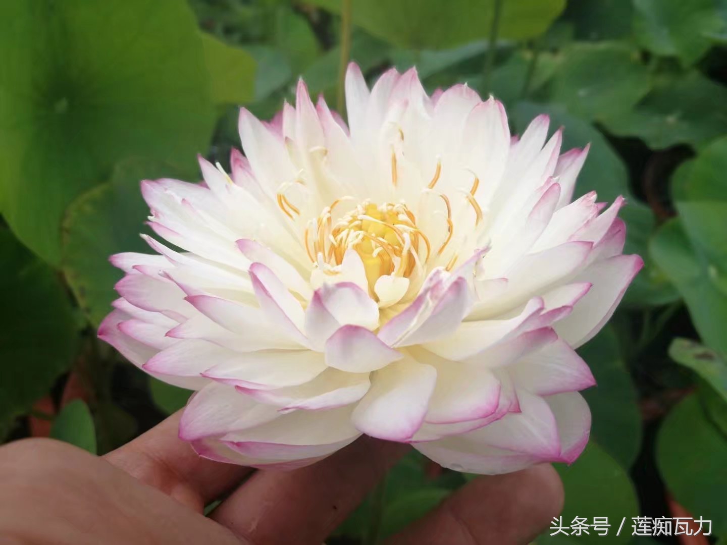 碗莲种植三大坑,碗莲种植记录和图片