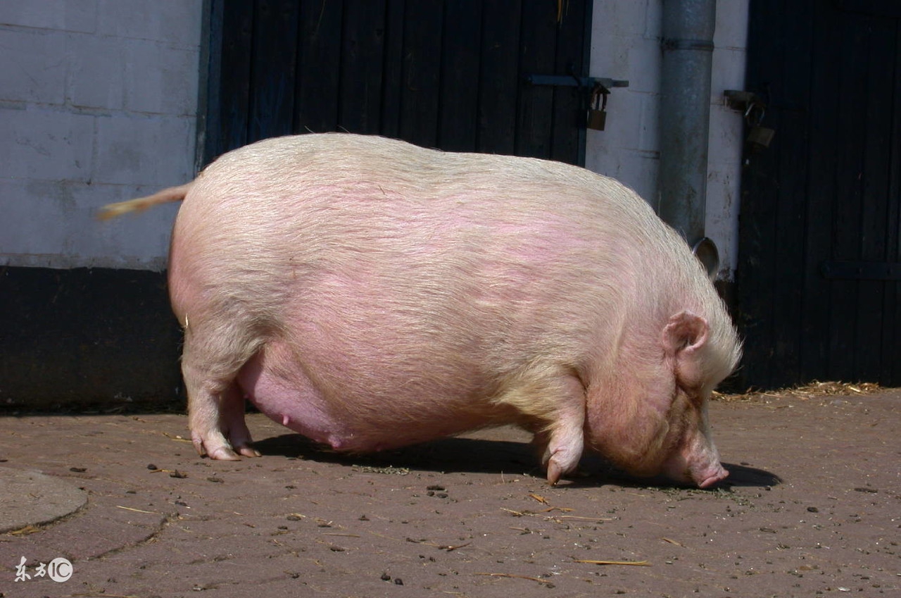 母猪其实也需要坐月子