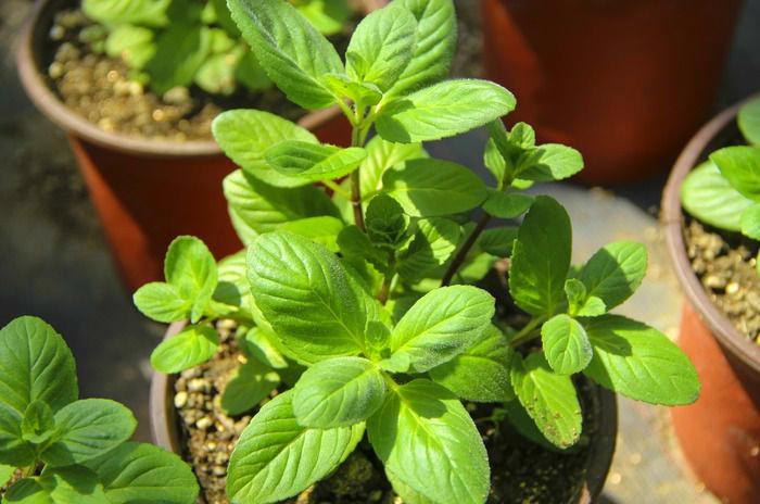 管锥编是钱钟书的著作吗,钱钟书的管锥篇讲了什么