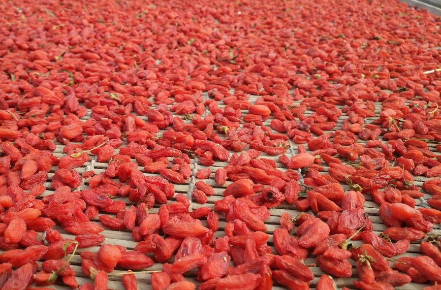 家里枸杞洗了怎么快速烘干,家里种的枸杞怎么处理才能泡水喝