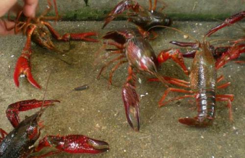 稻虾共作生态高效养殖关键技术,池塘虾稻养殖技术