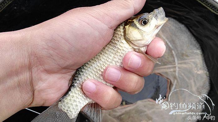 钓鱼之西部风情