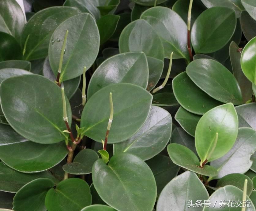 紫边碧玉开花需要剪掉吗,碧玉莲干枯的叶子能剪掉吗