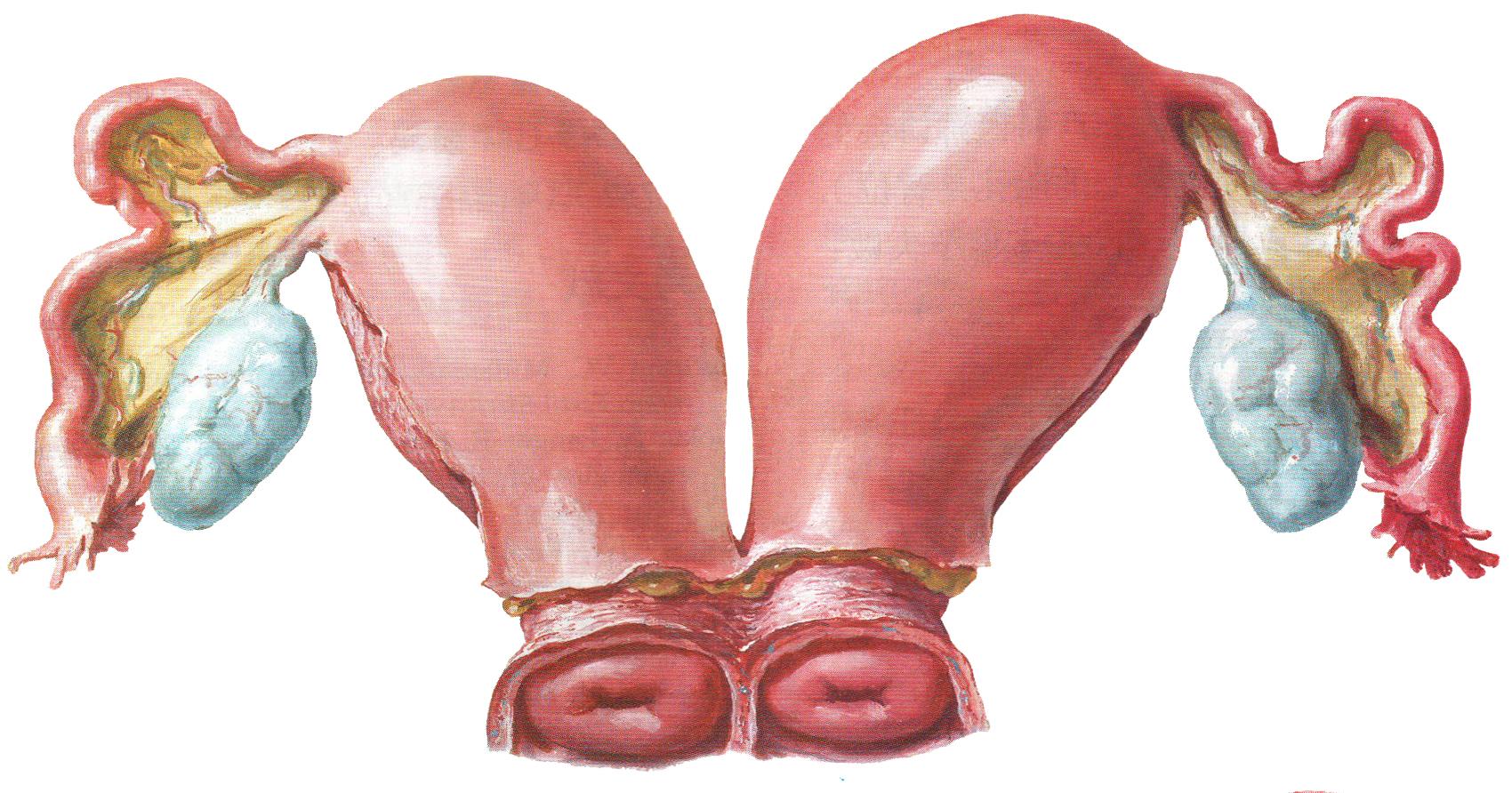 痛经，例假不规律，直到怀孩子流产后她才真正知道了原因