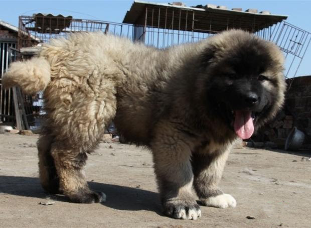 高加索犬性格特征,高加索犬的优点和缺点