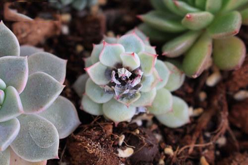 多肉生病了怎么治疗,多肉反复生病怎么治