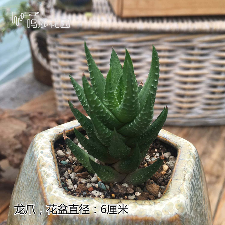 十二卷为什么越养越害怕,十二卷养好了很难烂根