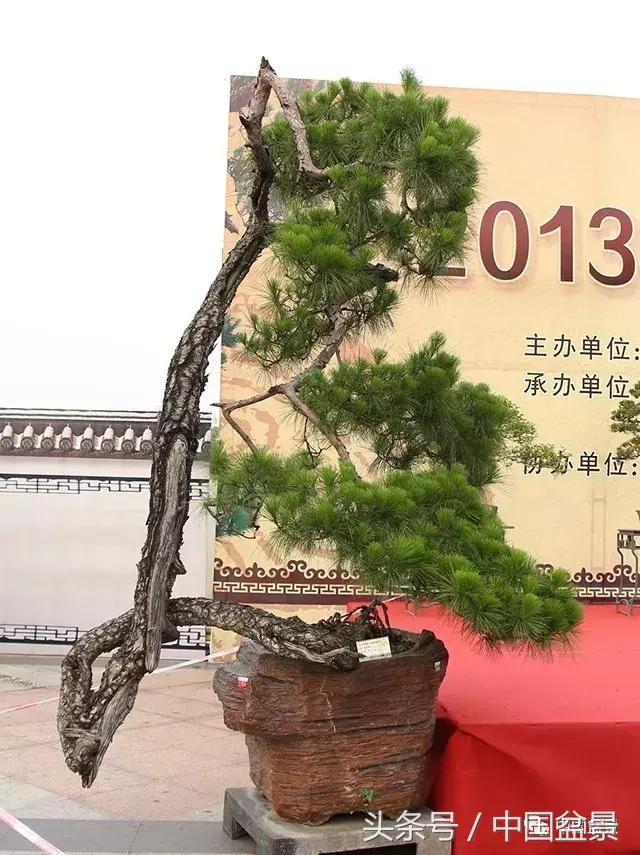 如何看待盆景的技法,盆景入坑的十大感受