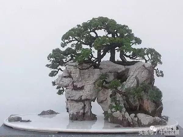 如何看待盆景的技法,盆景入坑的十大感受