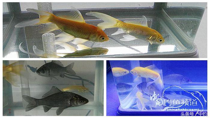 钓鱼之西部风情