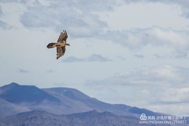 只要能去*藏西**,头痛高反什么的都不care