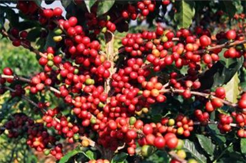 我的故乡彝族,我的故乡云南原唱