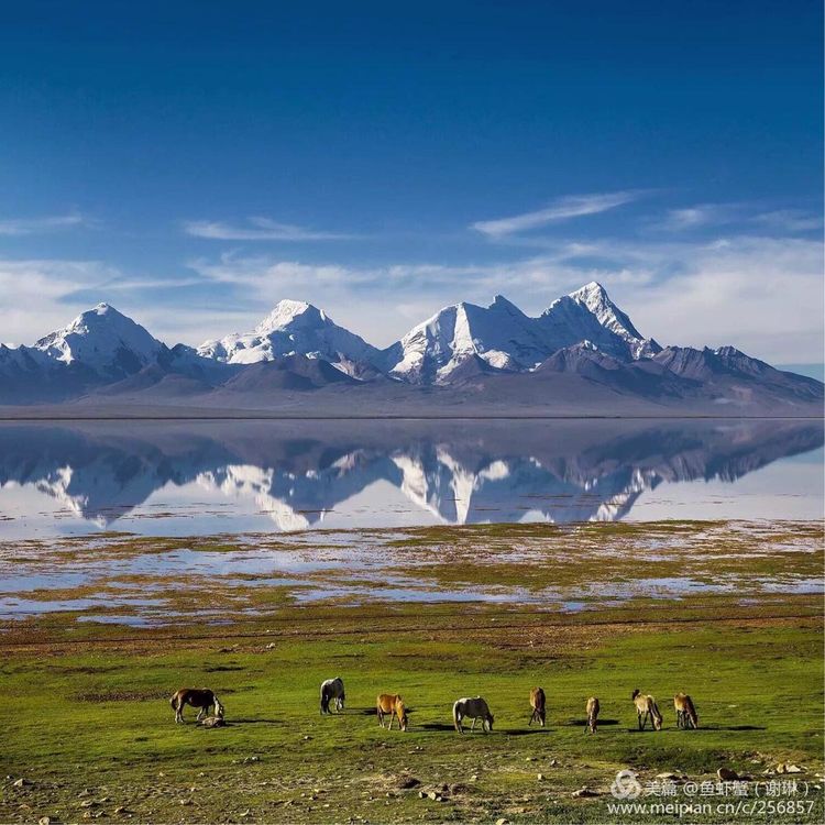 只要能去*藏西**,头痛高反什么的都不care