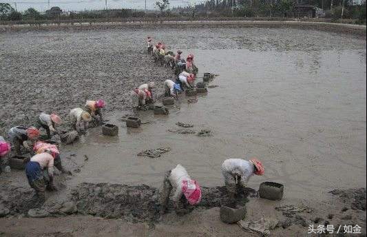 稻田养甲鱼如何赚钱,稻田养甲鱼一亩成本多少钱