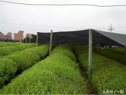 抹茶粉是绿茶做的,抹茶粉用哪种绿茶做