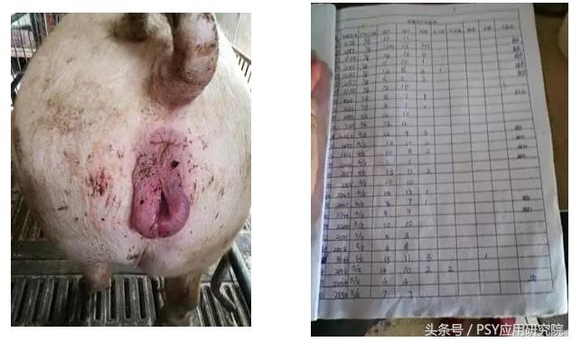 母猪子宫内膜炎不吃料怎么办,猪场母猪子宫炎症较多怎么办