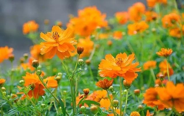 美得不像样子!广州秋季“花潮”来袭,你最想和谁一起看