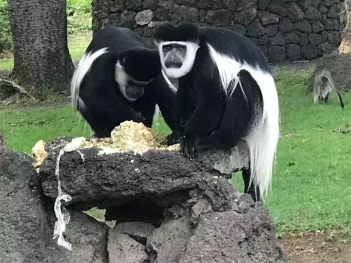 曾哥美国视频,曾哥美国