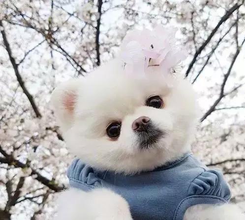 怎么哄三个月的俊介犬快速睡觉,俊介犬的智商相当于人的几岁