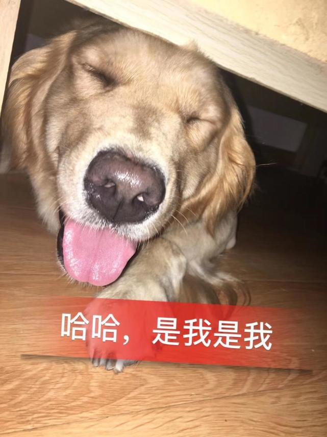 閾插睅瀹樿濡備綍姝ｇ‘鐨勪负鐙楃嫍姊虫瘺,閾插睅瀹樼粰鑷繁瀹剁嫍鍓冩瘺