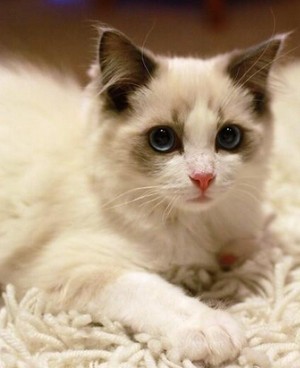 母猫为什么老是在被子上撒尿,母猫绝育后乱撒尿原因