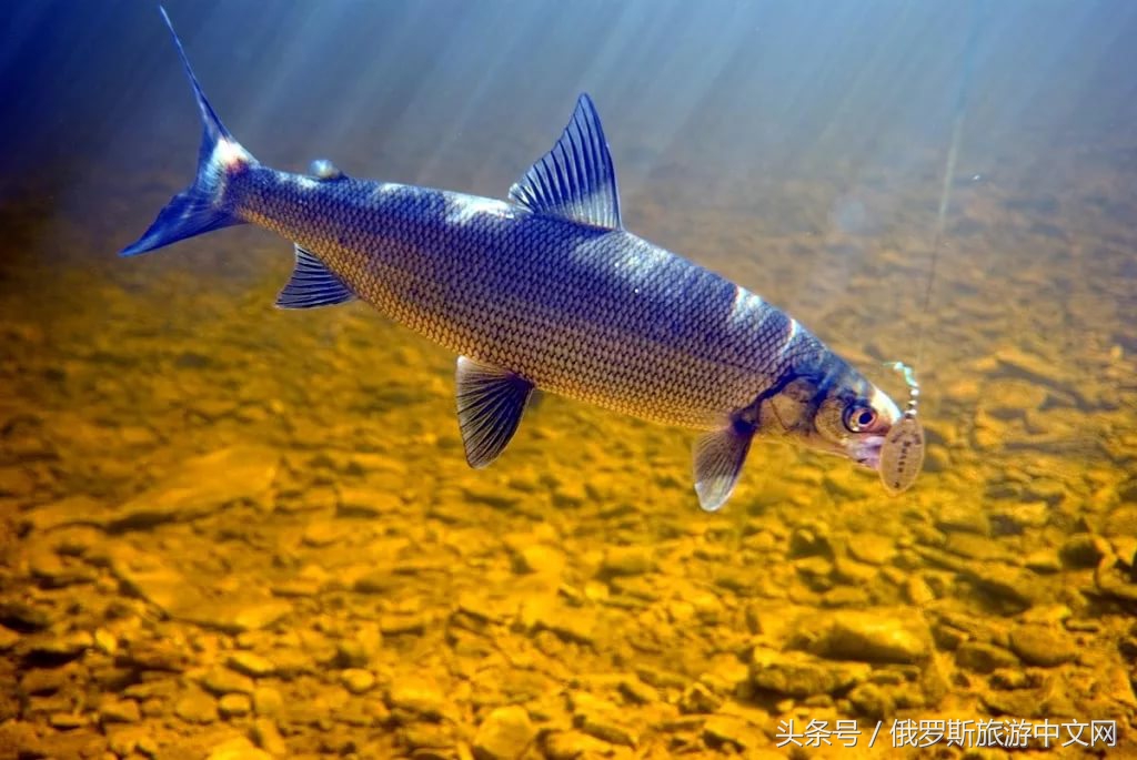 坑人的坑,坑人的坑在哪里