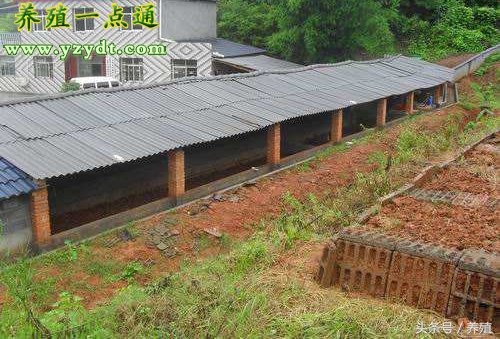 蝎子仿野生养殖方法视频教程,仿野生蝎子养殖方法有哪些