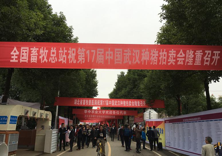 湖北一*猪种**拍出6.8万元——第十七届中国武汉*猪种**拍卖会硕果满枝