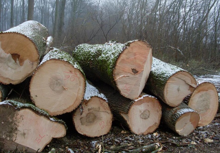 楠木做家具好还是白腊木好白蜡木用来做家具怎么样？