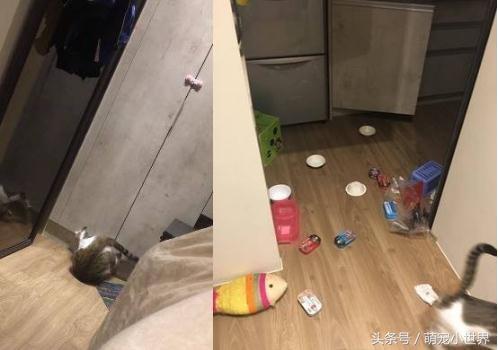 猫皇地板动作开上锁的衣柜怎么都打不开，奴才：嘿嘿！没辄了吧