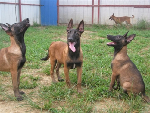 昆马犬幼犬该如何挑选,五十天马犬幼犬怎么挑选