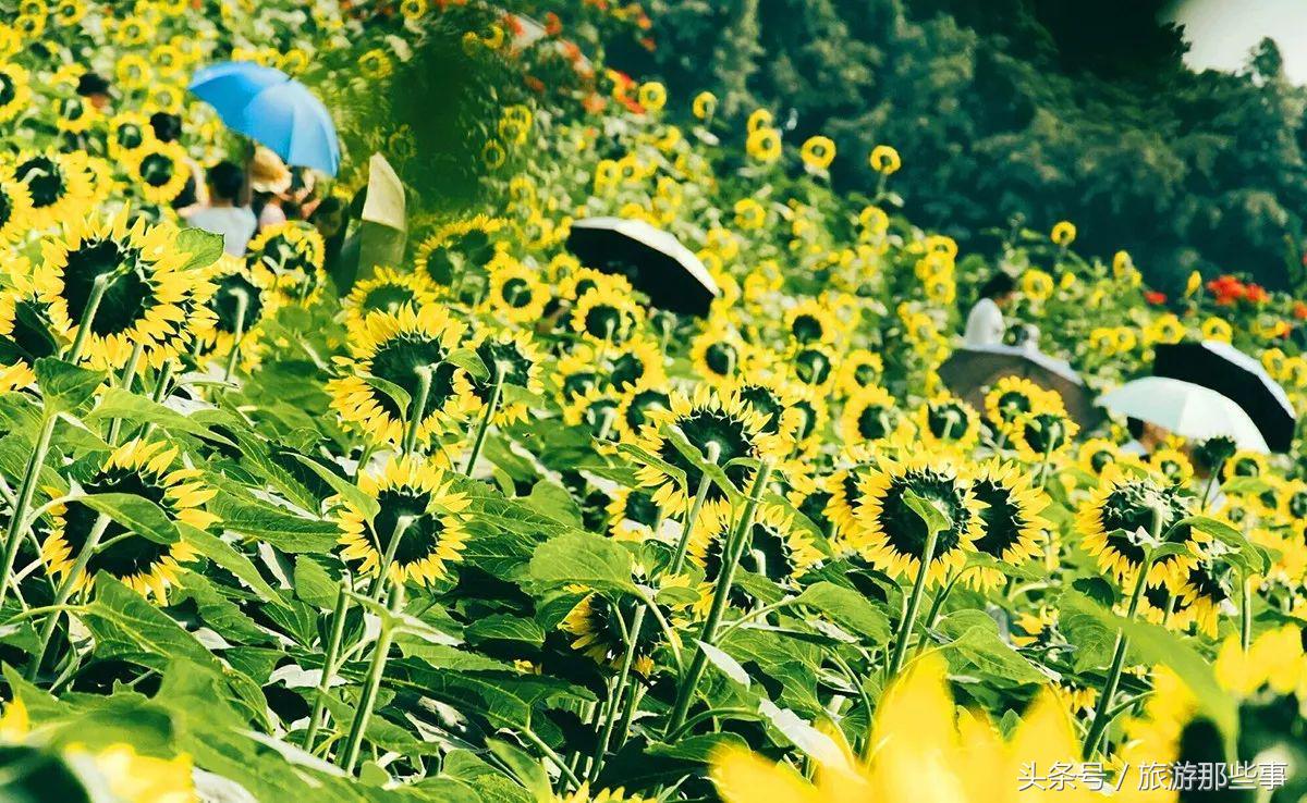 广州喜来登看海,广州唯一能看大海的地方