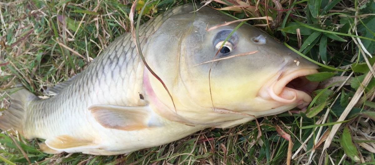 抛竿饵料哪几种好,抛竿抛偏了怎么纠正