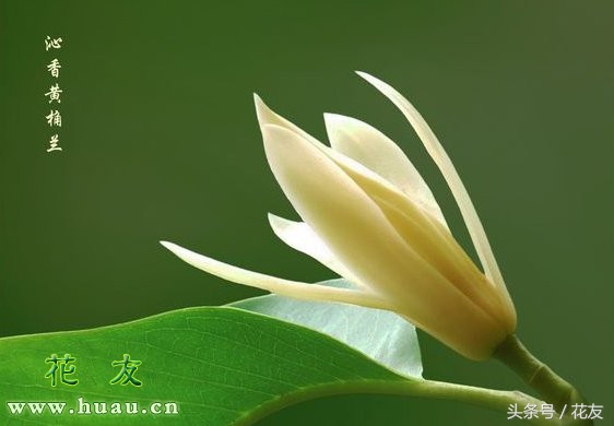 黄桷兰的养殖方法及注意事项,黄桷兰种植方法和技巧