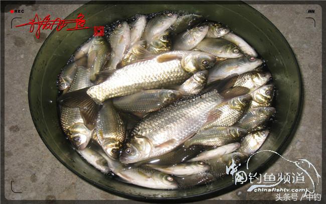 狂拉大板鲫的快乐,狂拉小鲫鱼钓鱼视频
