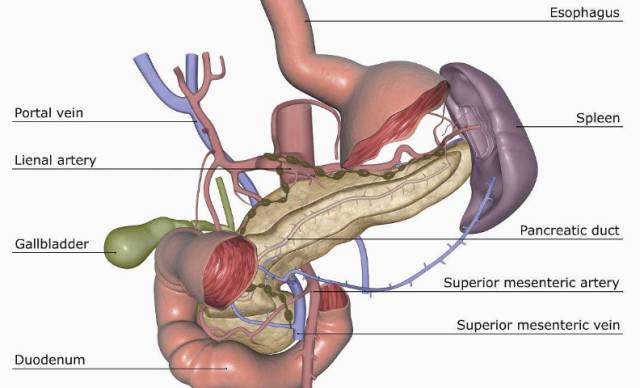 关于胆囊冷知识,胆囊小知识趣味