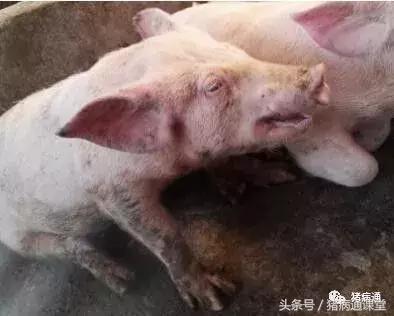 猪场林可霉素的作用与功效,林可霉素在猪场中的十大妙用