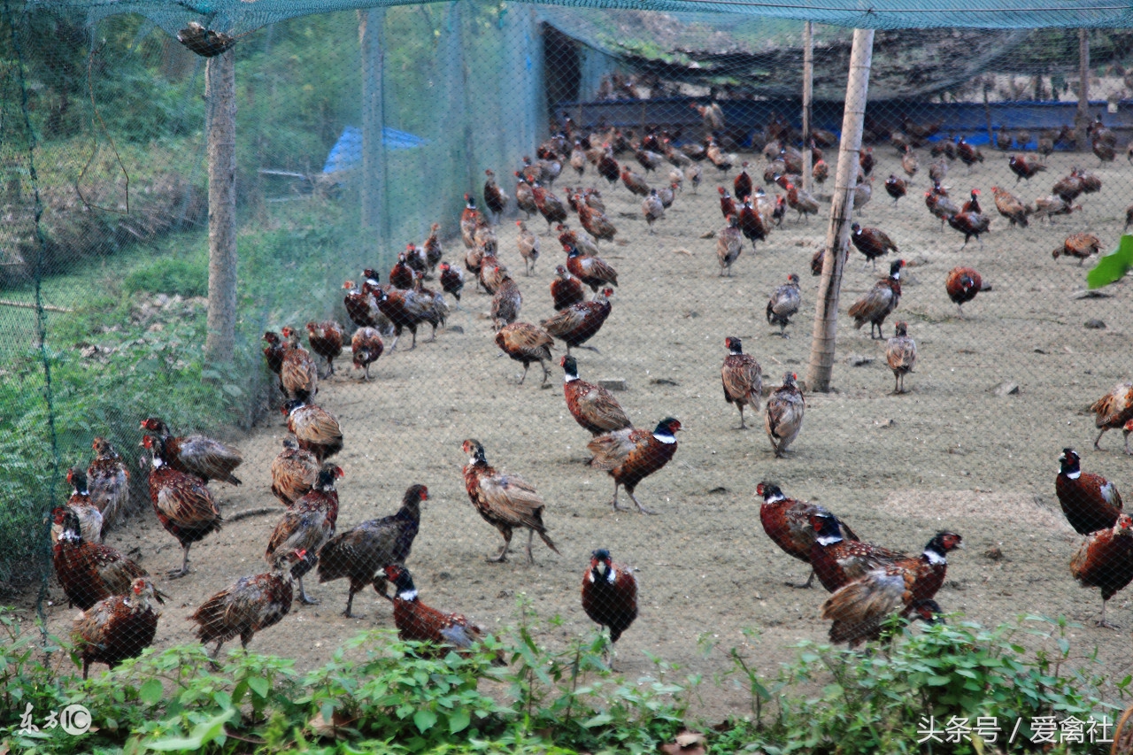 山鸡养殖利润和成本,野鸡孵化前景