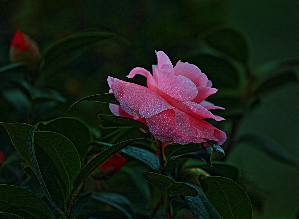 红楼梦里写大马猴,红楼梦大马猴在第几页