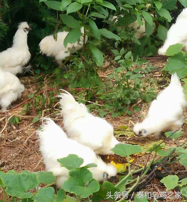 乌鸡生病最佳治疗方法,养殖乌鸡的用药禁忌