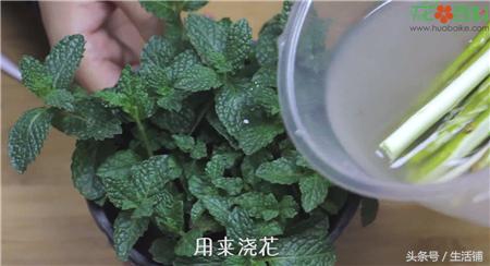 扦插不浇水容易出根,扦插不晾根能活么