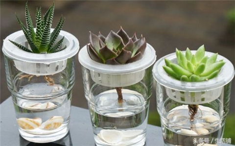 扦插不浇水容易出根,扦插不晾根能活么