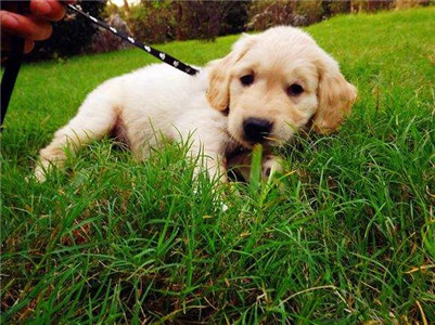 三个月的金毛吃什么食物,金毛幼犬饮食