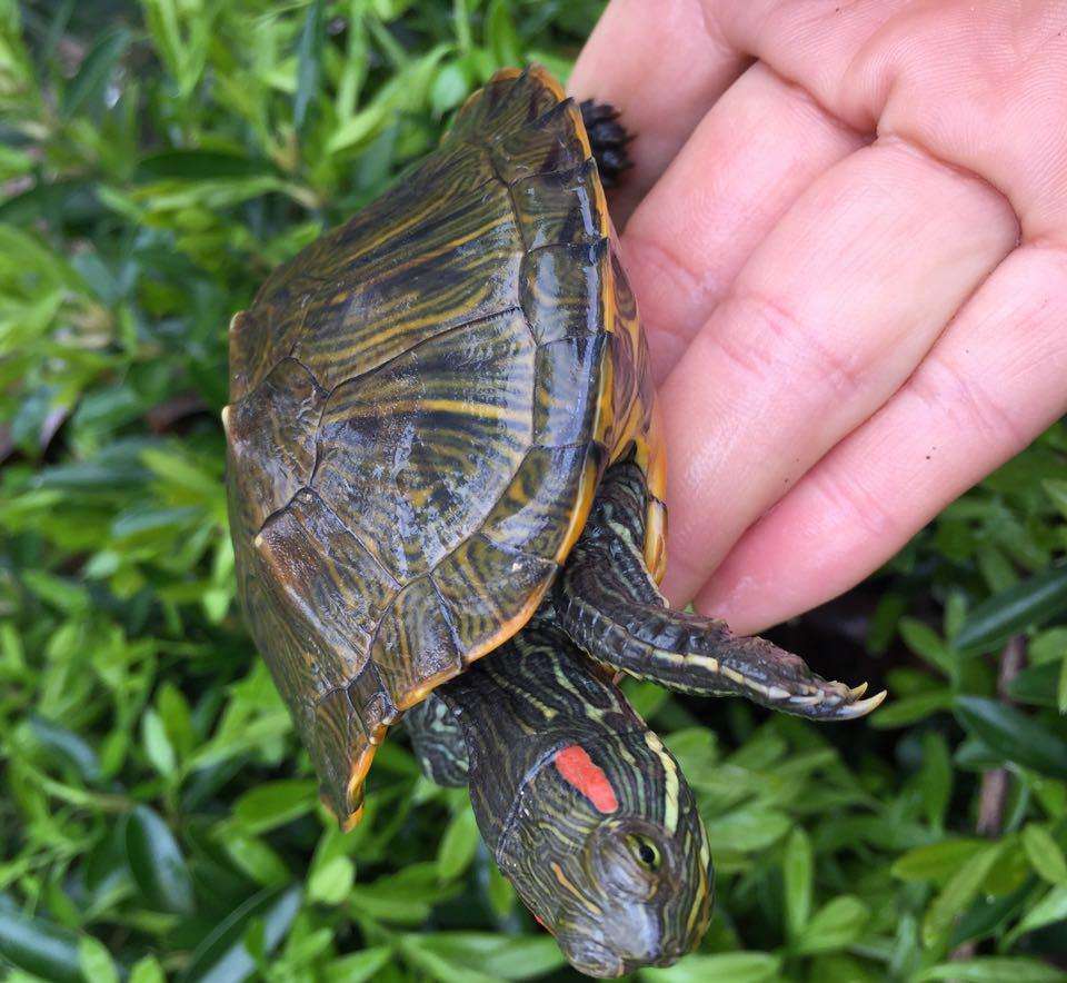 治疗乌龟肺炎的中药配方,绿水可以治疗乌龟肺炎吗