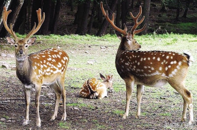 梅花鹿饲养注意事项,梅花鹿饲养管理注意事项