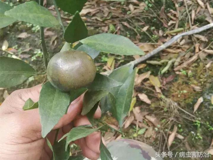 锈皮果能吃吗,锈皮虱早期危害